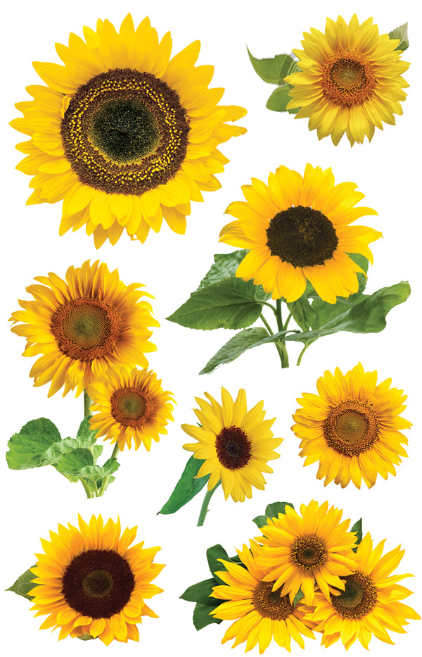 PAPER HOUSE 3D SUNFLOWER