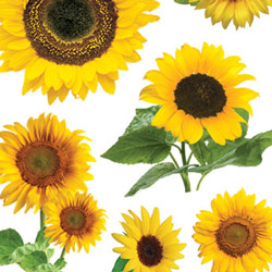 PAPER HOUSE 3D SUNFLOWER